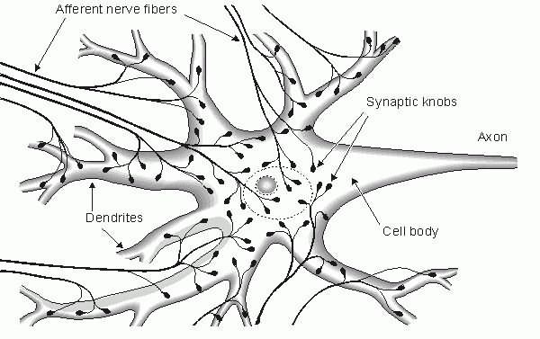 значение нервной системы для организма 