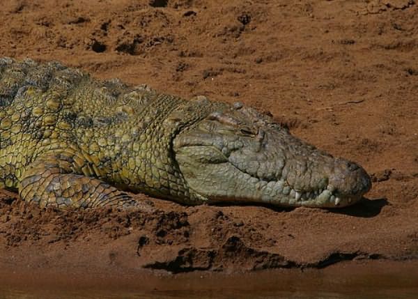 сонник крокодил в воде 