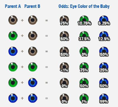 baby_eye_color_odds (400x363, 84Kb)