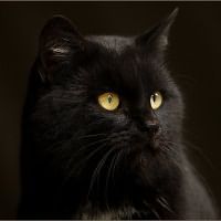 видеть во сне черную кошку