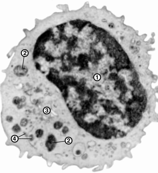 Рис. 3а). Микрофотография лимфоцитов: большой лимфоцит при электронной микроскопии (1 — ядро, 2 — митохондрии, 3 — пластинчатый комплекс, 4 — осмиофильные гранулы, ×10000)