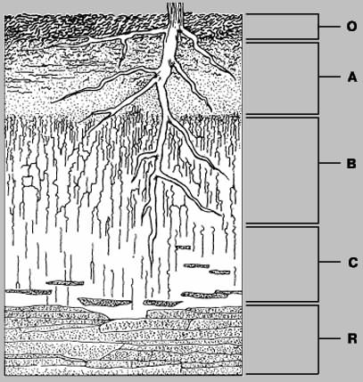ПОЧВЕННЫЙ ПРОФИЛЬ дифференциируется на горизонты О, А, В, С и R. Горизонт О состоит из органики (например, подстилка из листьев или хвои в лесу или очес - отмершие части травянистых растений на лугу). В горизонте А происходит разложение органического вещества и формирование гумуса. Горизонт В, или подпочва, также содержит некоторое количество органического вещества в дополнение к тонкозернистым минеральным частицам, вымытым вниз по профилю из горизонта А. Горизонт С в основном состоит из выветрелых фрагментов горной породы, называемой материнской породой почвы. Горизонт R представляет собой невыветрелые коренные породы.