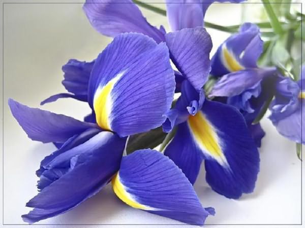Ирис имеет множество названий: Iris, касатик, петушок