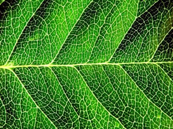 роль растений в природе