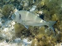 SardinianFish.jpg