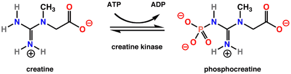 Creatine kinase rxn.png