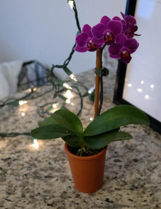 можно ли держать дома орхидеи приметы и суеверия