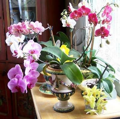 орхидеяможно ли держать дома приметы