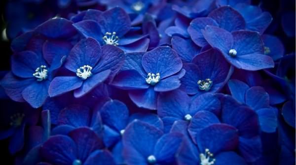 что означают синие цветы