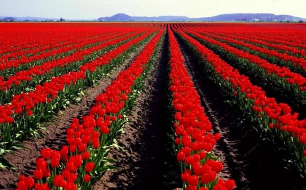 красный тюльпан в афганистане