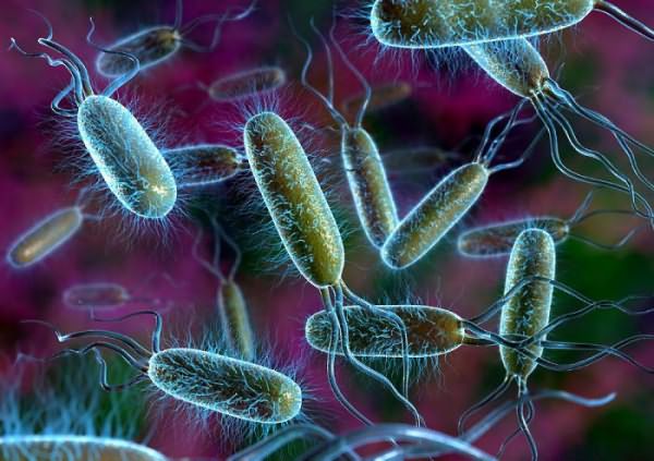 роль бактерий в жизни человека и природе