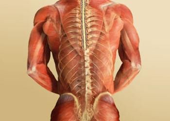 вегетативная нервная система регулирует работу скелетной мускулатуры