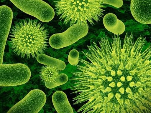 значение бактерий в природе и жизни человека плюсы и минусы