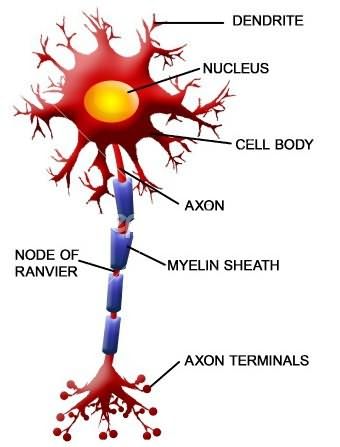 значение нервной системы в регуляции функций организма
