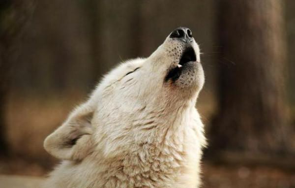 история происхождения фамилии волков