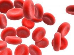 повышенное содержание моноцитов в крови