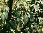 Tamarix gallica leaves.jpg