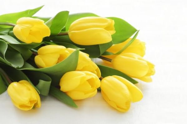 значение желтых тюльпанов