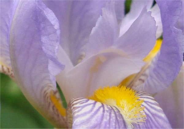 Ирис имеет множество названий: Iris, касатик, петушок