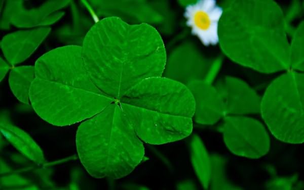 символ ирландии цветок