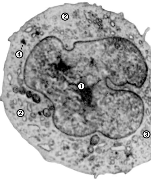 Рис. 5. Электронограмма моноцита: 1 — ядро неправильной формы; 2 эндоплазматическая сеть; 3 — митохондрии; 4 — фагосома; ×12 000