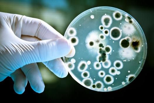 роль бактерий в жизни человека