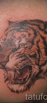 фото тату оскал тигра для статьи про значение татуировки с оскалом – tatufoto.ru – 15