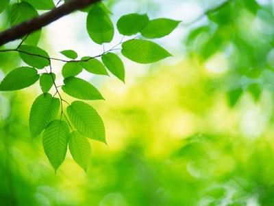 роль растений в природе и жизни человека