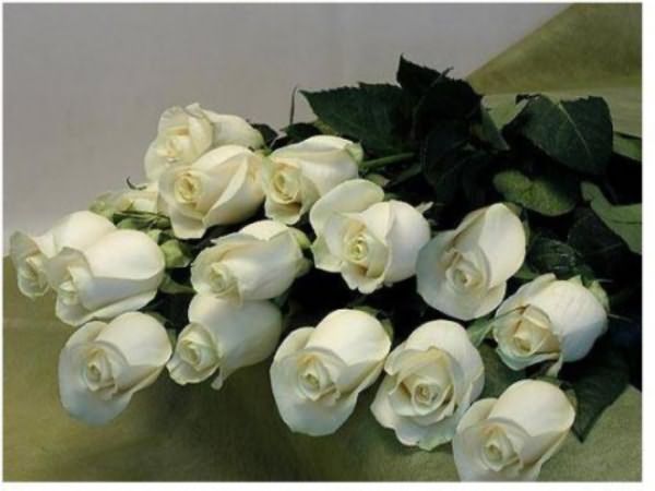 Белые Розы Букет Фото Красивые