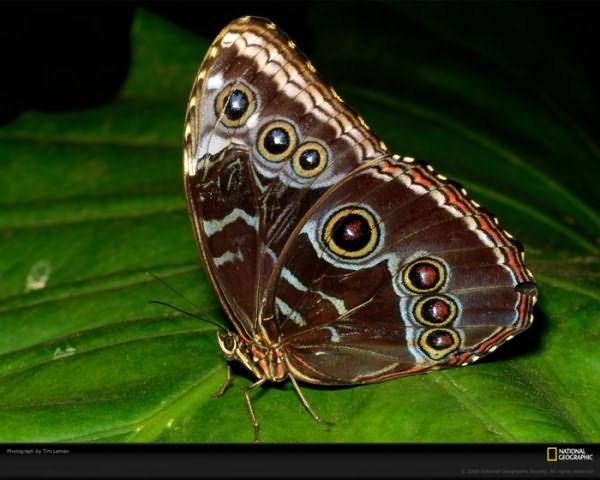 morpho-butterfly-laman-401168-xl (700x560, 272Kb)