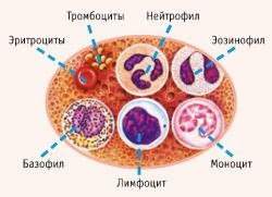 нейтрофилы понижены лимфоциты повышены анализ крови