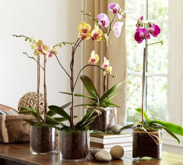 можно ли держать орхидею дома народные приметы