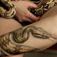 что означает тату змея 1