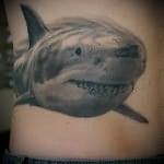 Значение тату акула 3