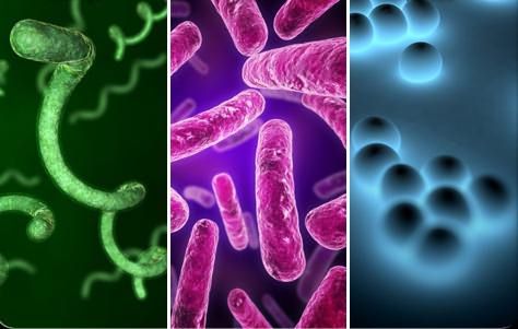 роль бактерий в промышленности